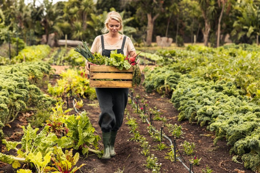 Agricultrice en circuit court en train de récolter des légumes, en Belgique